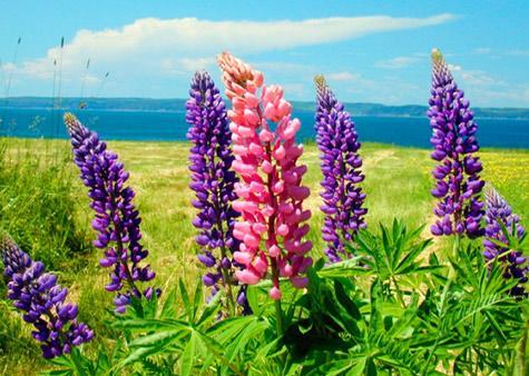 The Breakers Bed And Breakfast Digby Bagian luar foto